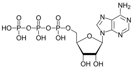 Structure of Adenosine triphosphate Article illustration