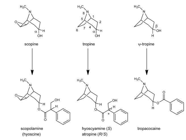 Scheme 1. The epoxytropanes of scopine and scopolamine and other common hydroxytropanes and ester derivatives.png Article illustration