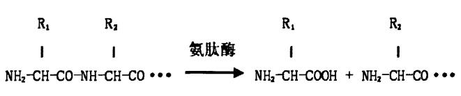 氨肽酶的催化机理