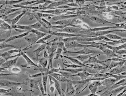 RD（人恶性胚胎横纹肌瘤细胞）介绍与应用