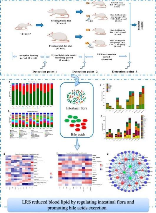 熊果胆酸的简介及最新研究