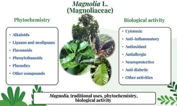 番荔枝碱的简介及相关研究