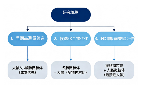 肠微粒体 2-2.png