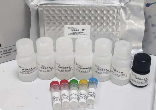 EPHA10抗体：从研究工具到肿瘤靶向治疗的新星