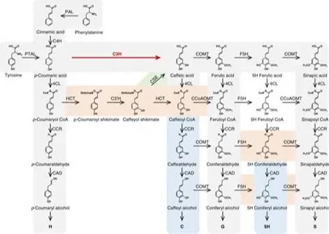 对香豆酰辅酶A的生物活性及应用