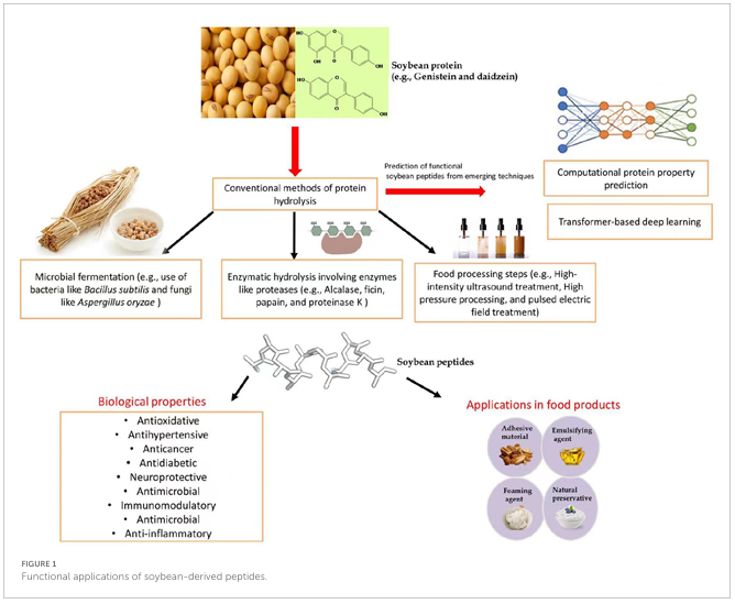 大豆肽-2.png 大豆肽-2.png
