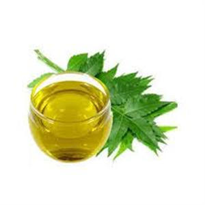 Eucalyptus globulus, ext.