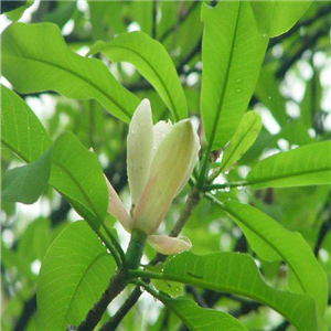 magnolia oil