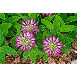 Red Clover Extract