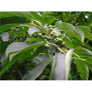 L-rhamnose Monohydrate