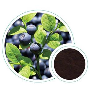 European Bilberry Extract