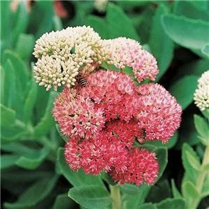Rhodiola Rosea Extract