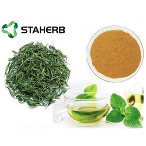 Green Tea Extract