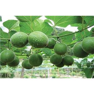 Siraitia grosvenorii Extract