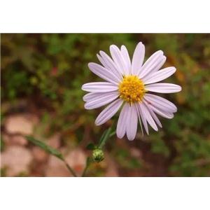 Echinacea Purpurea Extract