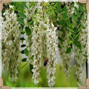 L-rhamnose Monohydrate