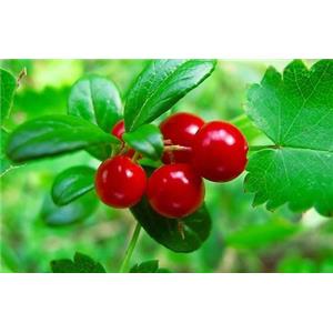 Lingonberry Extract