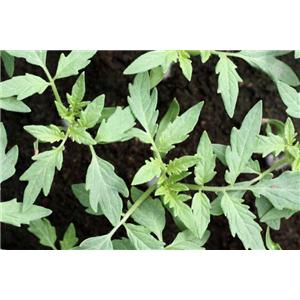 Epimedium Extract(Horny Goat Weed Extract)