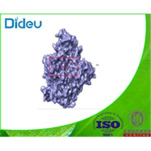 CHOLESTEROL ESTERASE