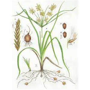 Cyperus Esculentus Extract