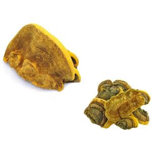 Phellinus igniarius polysaccharide