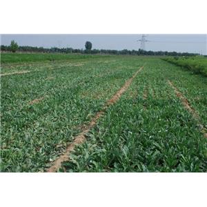 Isatis indigotica fort Extract