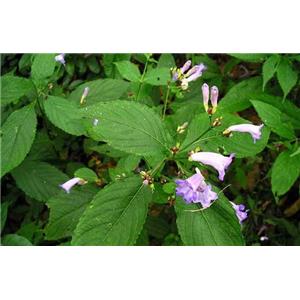 Isatis indigotica Root Extract