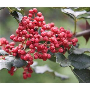 Piperine; Sichuan?Pepper oil