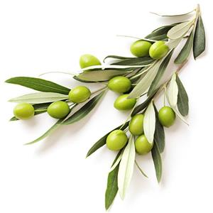 3,4-Dihydroxyphenylethanol; Olive leaf extract