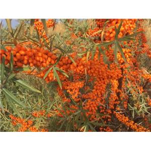 Seabuckthorn peptide; Sea buckthorn extract
