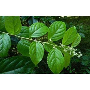 Tripterygium wilfovdii extract; Common Threewingnut Root Extract