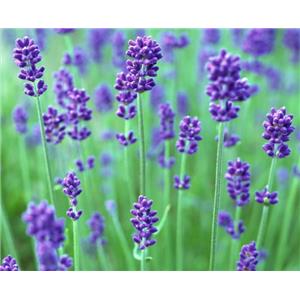 Lavander oil