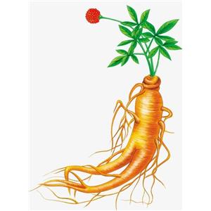 Protopanaxatriol APPT；Panax Ginseng extract