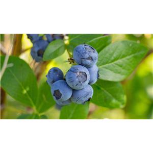 Blueberry freeze-dried powder