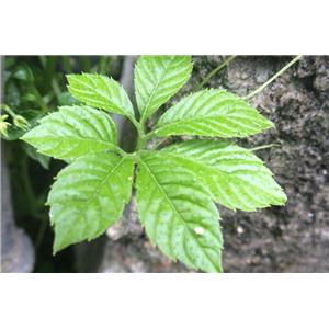 GYNOSTEMMA PLANT EXTRACT；GYPENOSIDES