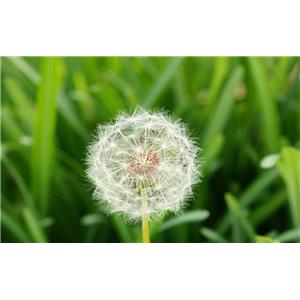 Dandelion P.E.