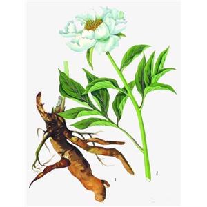Albiflorin; Radix Paeoniae Alba Extract