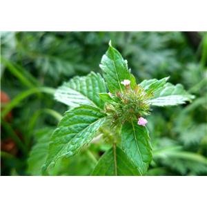 CLINODISIDE A;calamint extract