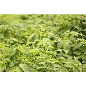 GYNOSTEMMA PLANT EXTRACT；GYPENOSIDES