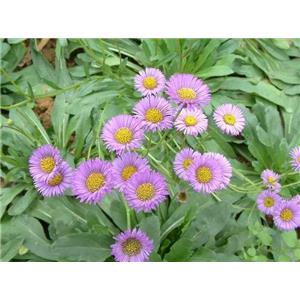 Breviscapin；Erigeron breviscapus extract