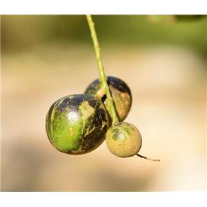 Helicid; Helicia nilagirica extract