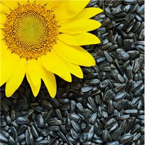 Sunflower extract; Phosphatidylcholine