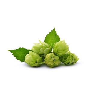 Hops Extract flavonoids