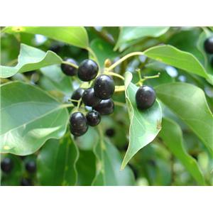 D-CAMPHOR; Camphor tree extract