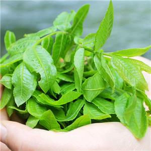Cyclocarya paliurus extract