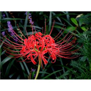 LYCORINE; Lycoris radiata extract