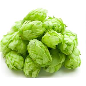 Xanthohumol Hops Extract