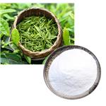 490-46-0 L-Epicatechin; Green tea extract