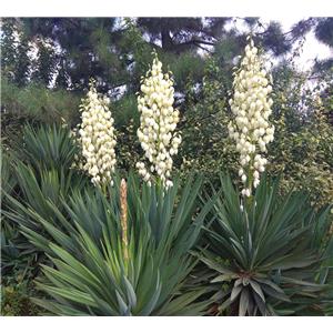 Yucca saponins