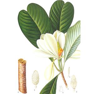 magnolia bark extract magnolol